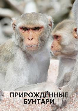 Прирожденные бунтари