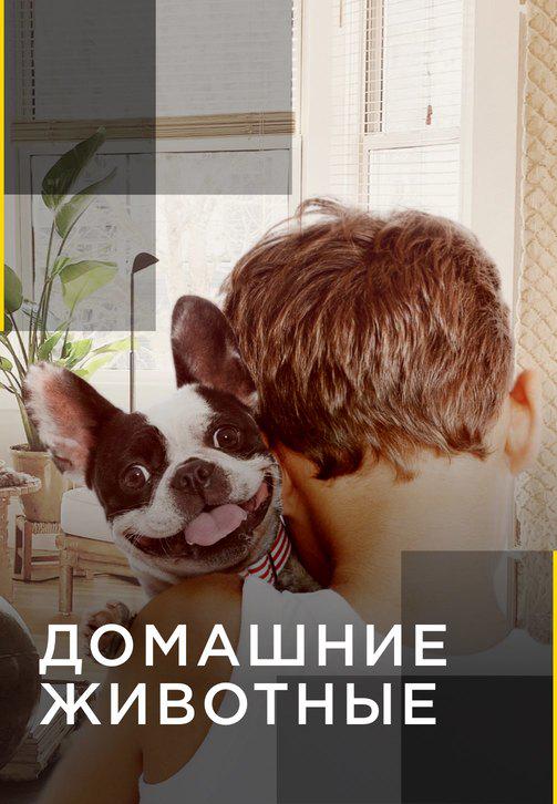 Домашние животные