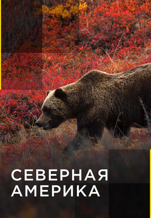 Северная Америка