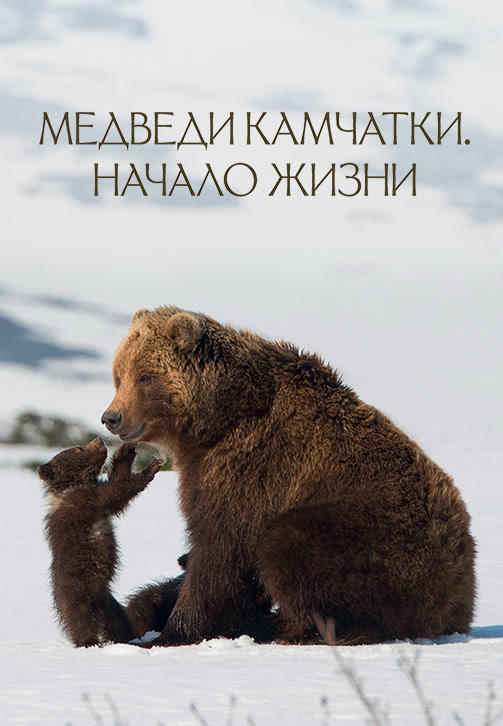 Медведи Камчатки. Начало жизни